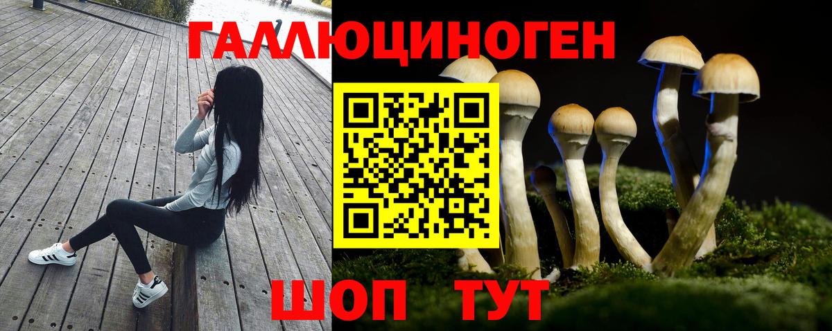 Псилоцибиновые грибы Psilocybine cubensis Донской